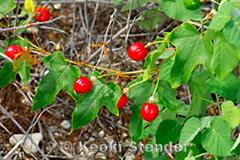 پاسیفلورا فوتیدا